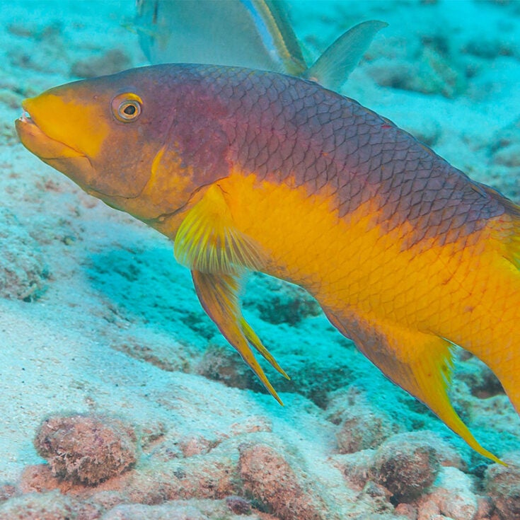 Spanish Hogfish Aquarium