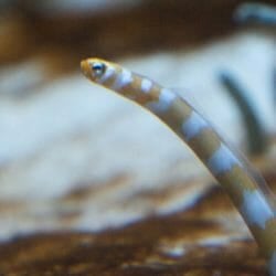 splendid-garden-eel