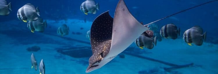 spotted-eagle-ray