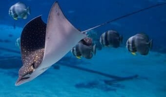 spotted-eagle-ray