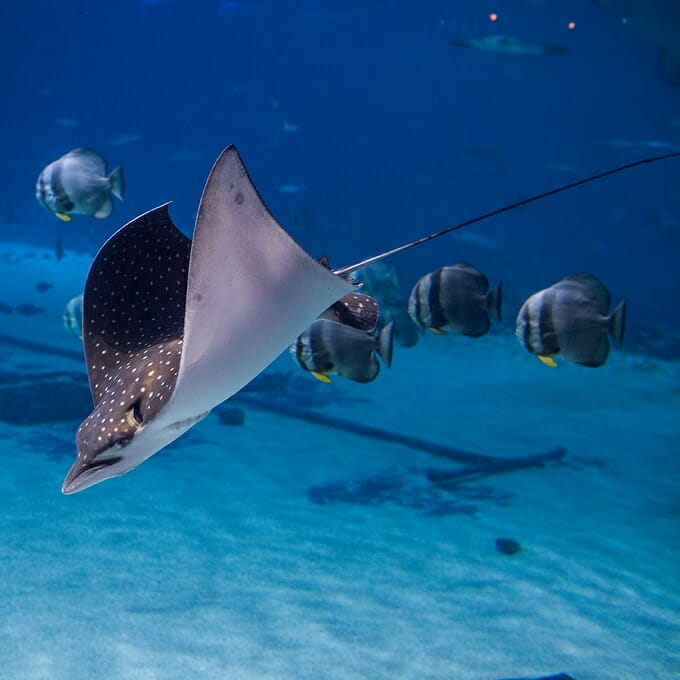 Spotted Eagle Ray - Georgia Aquarium