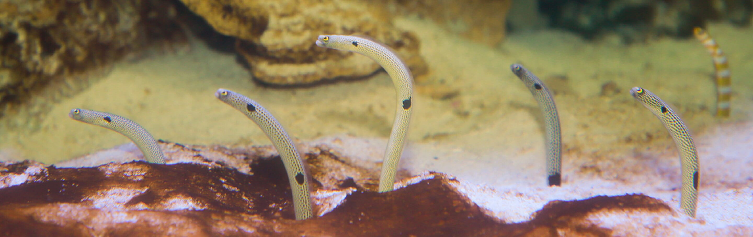 spotted-garden-eel