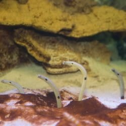 spotted-garden-eel