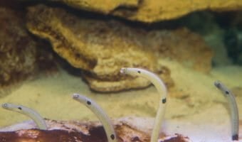 spotted-garden-eel