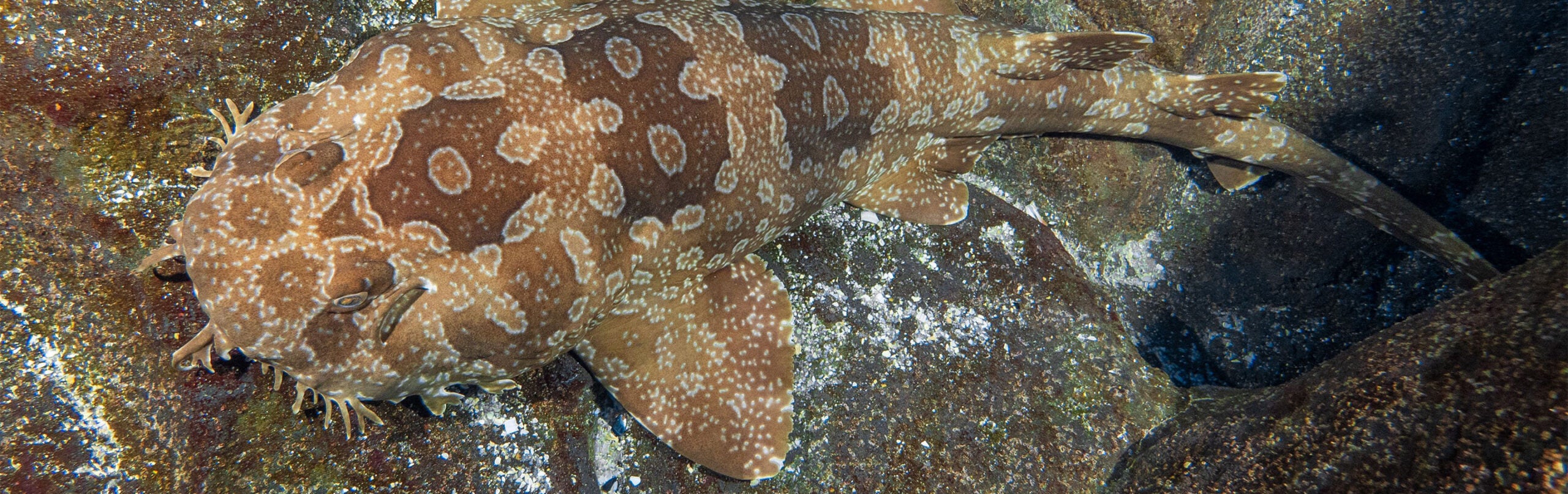 Spotted Wobbegong