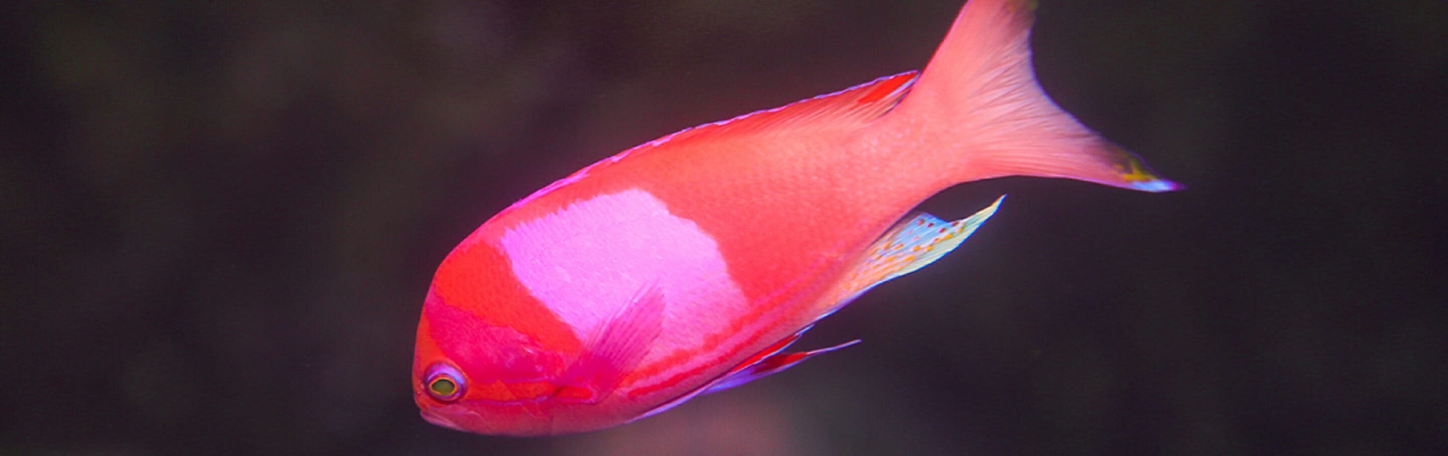 squarespot-anthias