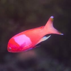 squarespot-anthias