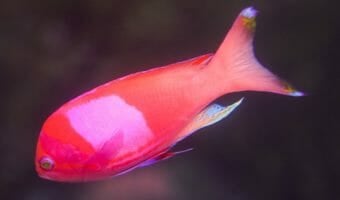 squarespot-anthias