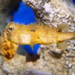 striped-burrfish