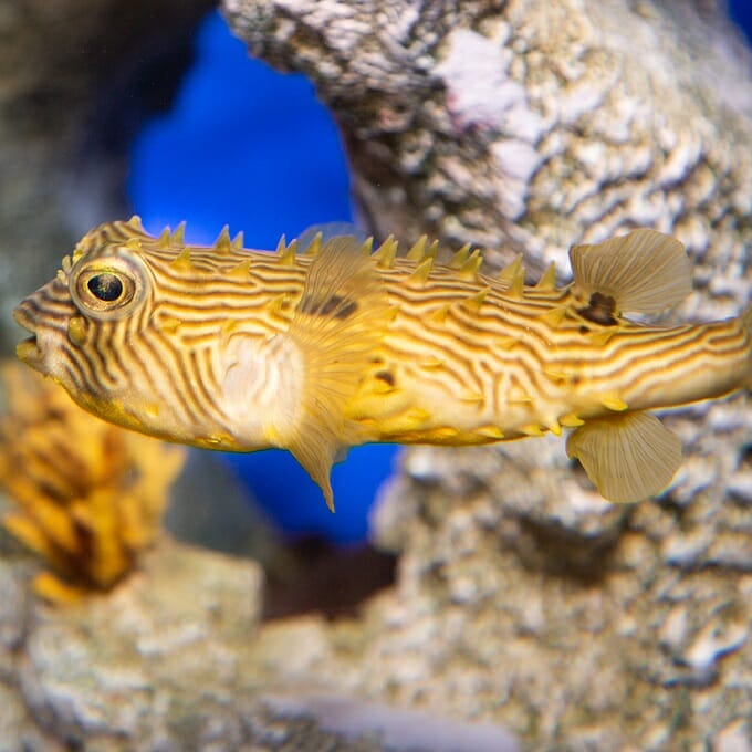 striped-burrfish