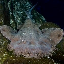 tasselled-wobbegong