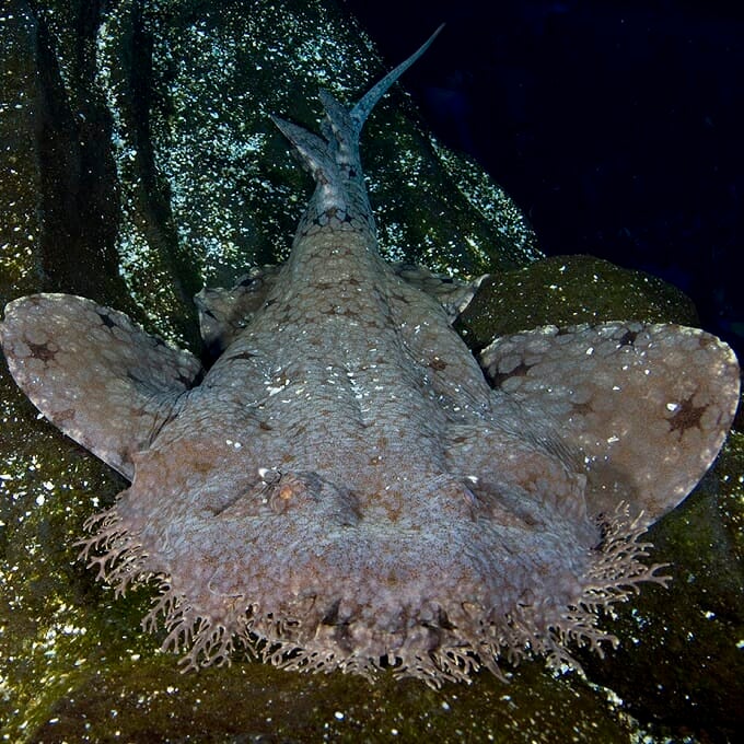 tasselled-wobbegong-3.jpg