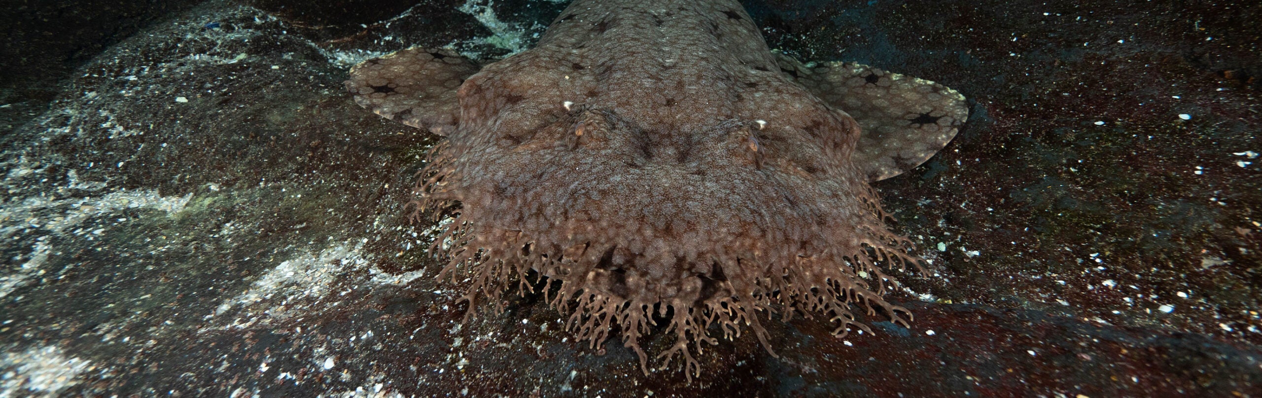 Tasselled Wobbegong