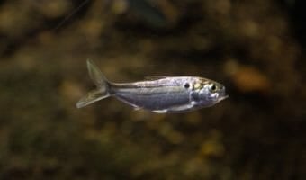 threadfin-shad