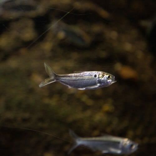 Threadfin Shad Aquarium