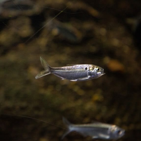 Threadfin Shad Aquarium
