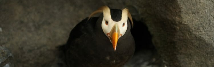 tufted-puffin