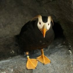 tufted-puffin