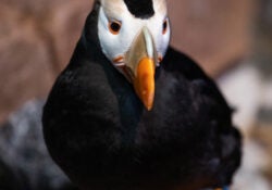 Tufted Puffin 1