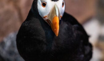 Tufted Puffin 1