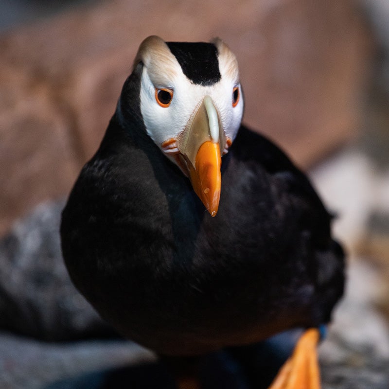 Tufted Puffin - Georgia Aquarium