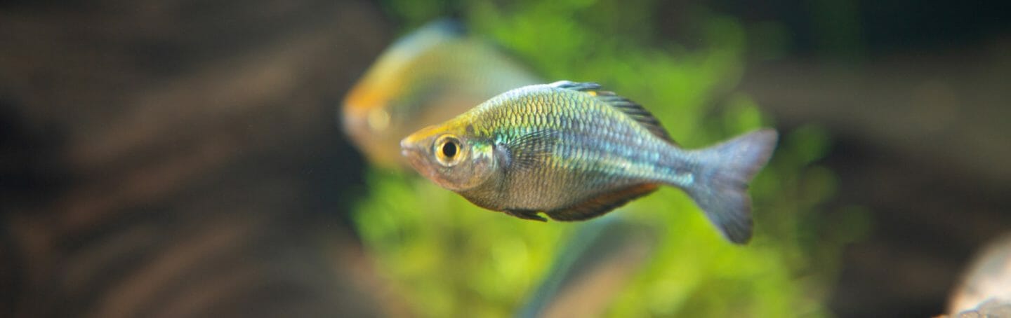 turquoise-rainbowfish
