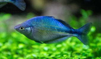 Turquoise Rainbowfish