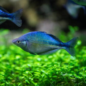 Turquoise Rainbowfish