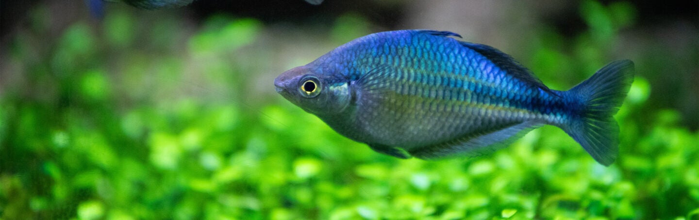 Turquoise Rainbowfish 1