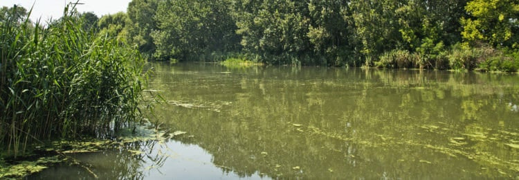 georgia-aqaurium-slow-moving-river