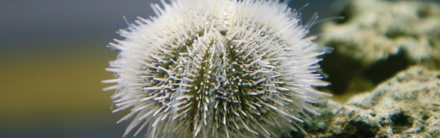 Variegated Urchin