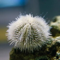 Variegated Urchin 1