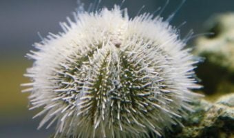Variegated Urchin 1