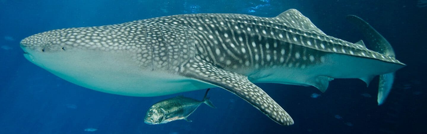 whale shark  georgia aquarium