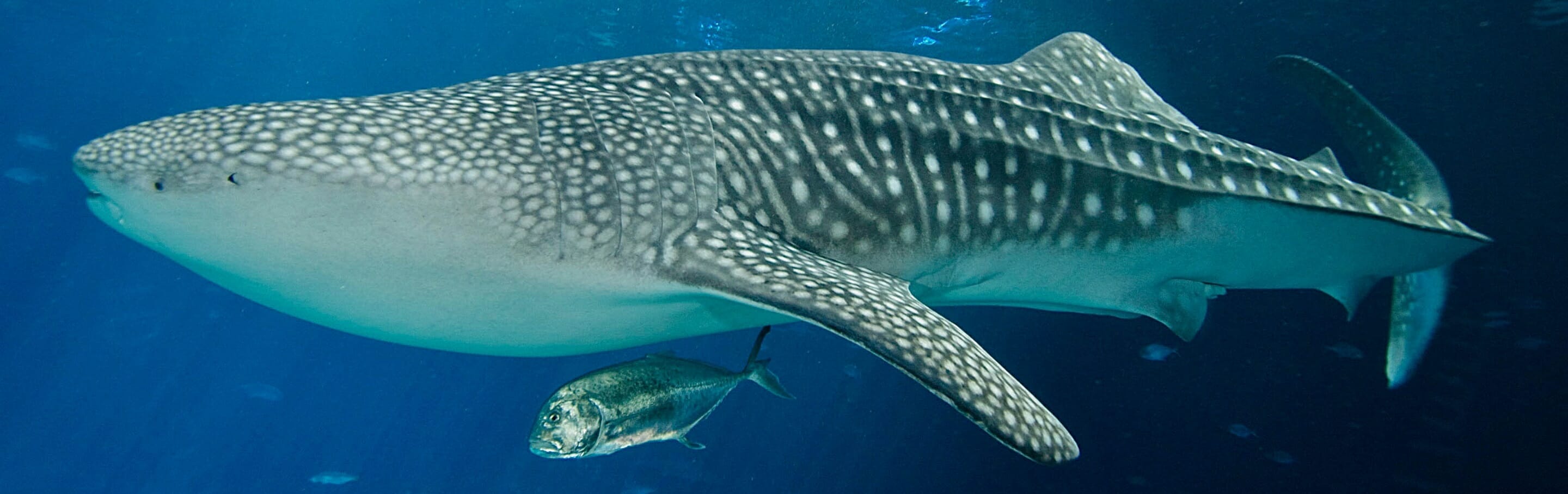 Whale Shark - Georgia Aquarium