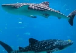 whale-shark