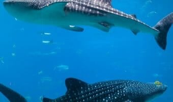 whale-shark