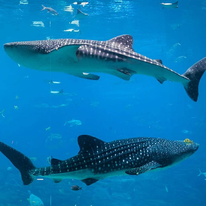 ocean voyager whale shark