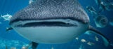 Whale Shark 1
