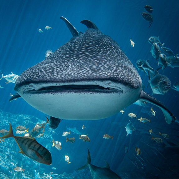 Whale Shark 1