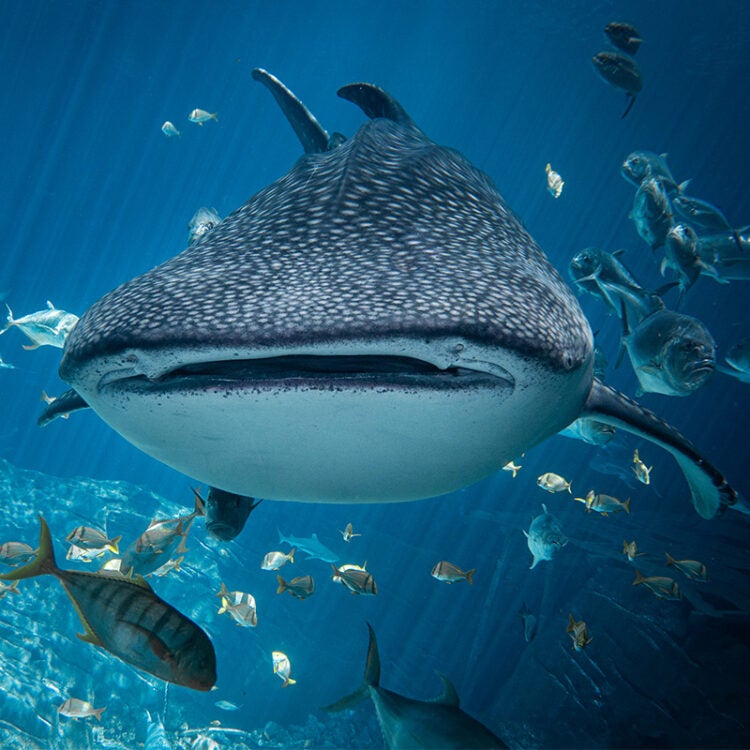 Whale Shark - Georgia Aquarium