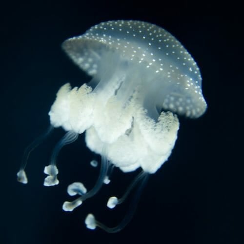 white-spotted-jelly
