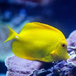 Yellow Tang 1