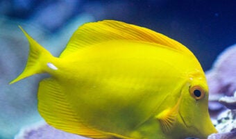 Yellow Tang 1