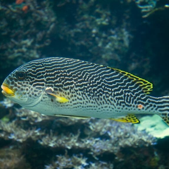 Yellowbanded Sweetlips Aquarium