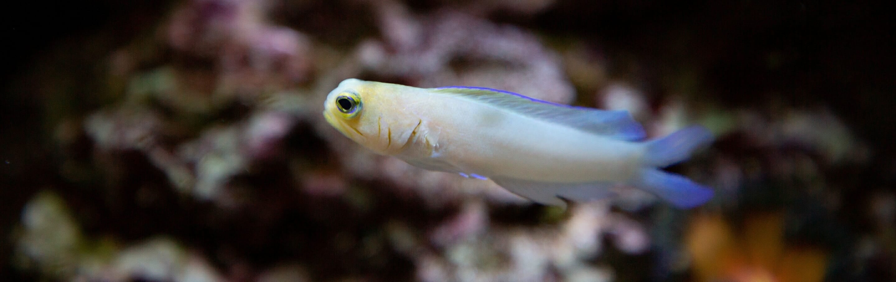 Yellowhead Jawfish