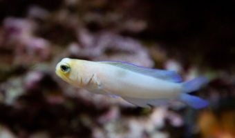 Yellowhead Jawfish 1