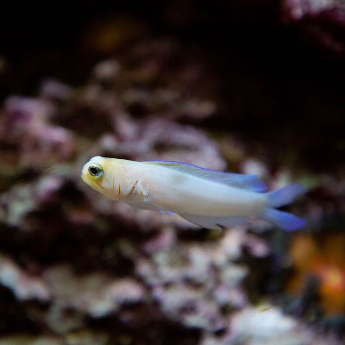 Yellowhead Jawfish 1