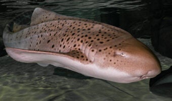 Zebra Shark