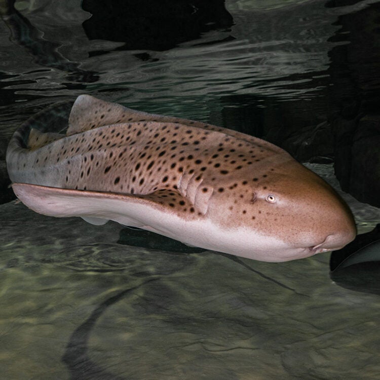 Zebra Shark - Georgia Aquarium